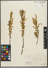 Foto von Salix triandra L.